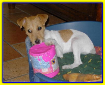 Oscar, Jacik Russell Terrier