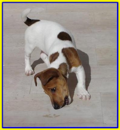 Oscar, Jack Russell Terrier