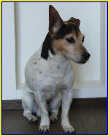 Oscar, Jack Russell Terrier