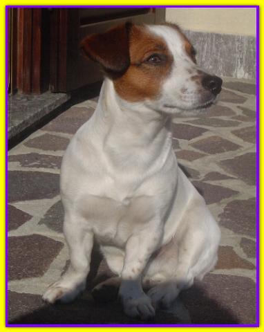 Otello, Jack Russell Terrier