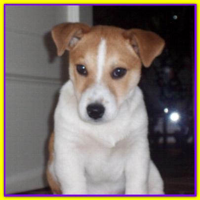 Otto, Jack Russell Friends