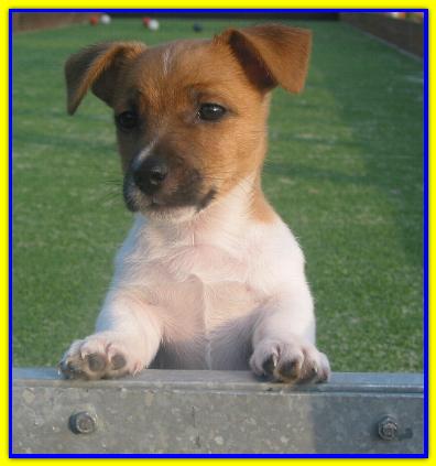 Ottone, Jack Russell Terrier
