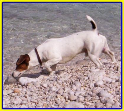 Paco, Jack Russell Terrier