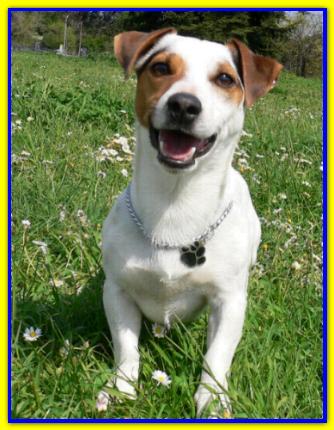 Paco, Jack Russell Terrier