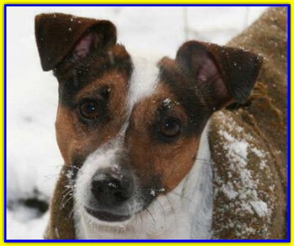 Paddy, Jack Russell Terrier