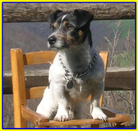 Paffy, Jack Russell Terrier