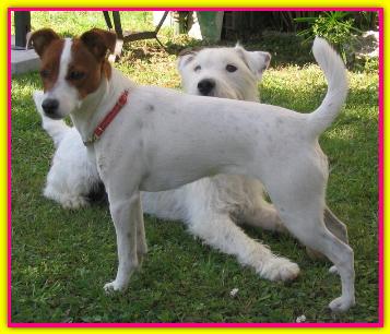 Paint, Jack Russell