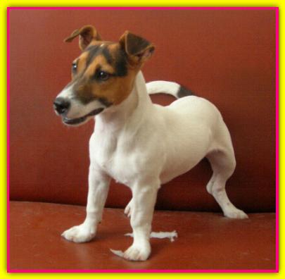 Pandora, Jack Russell Terrier