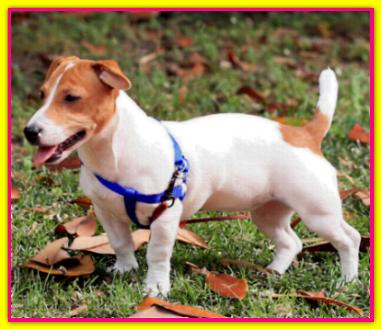 Paprika, Jack Russell Terrier