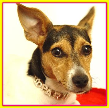 Paris, Jack Russell Terrier