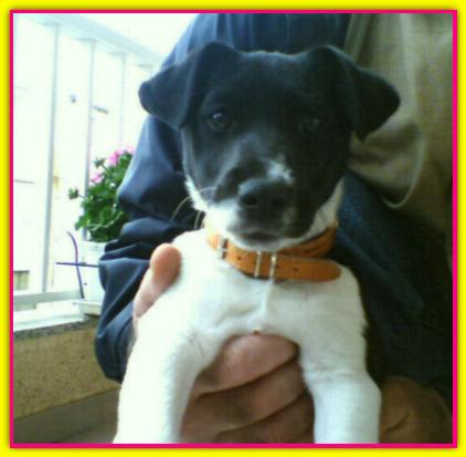 Peach, Jack Russell Terrier