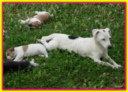 Pebbles, Jack Russell Terrier