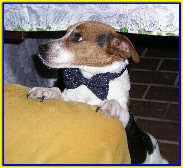 Pedro, Jack Russell Terrier