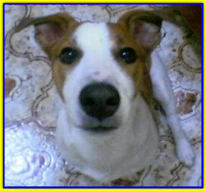 Pedro, Jack Russell Terrier