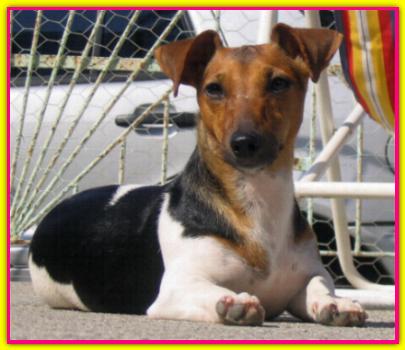Penelope, Jack Russell Terrier