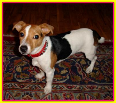Penny, Jack Russell Terrier
