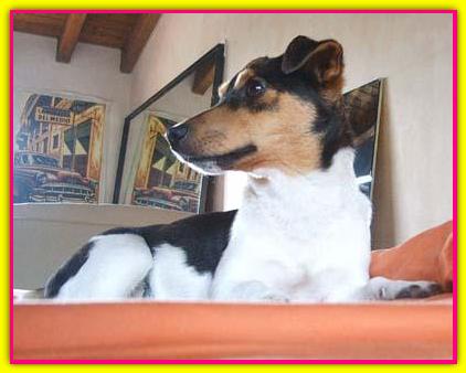 Penny, Jack Russell Terrier