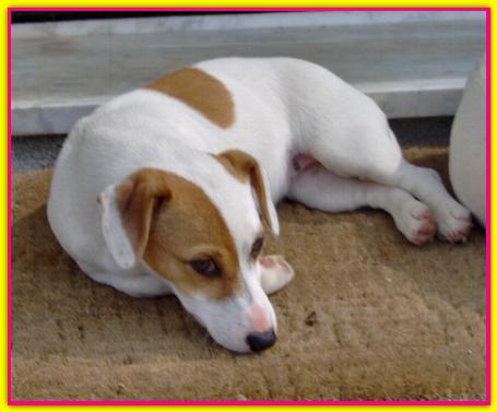 Pepa, Jack Russell Terrier