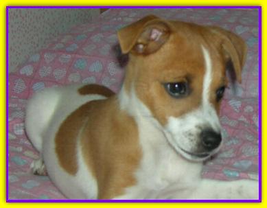 Pepe, Jack Russell Terrier