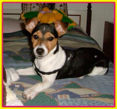 Pepita, Jack Russell Terrier