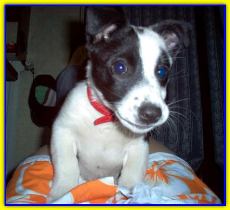 Pepito, Jack Russell Terrier