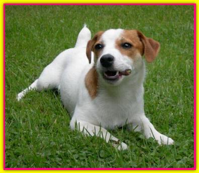 Perla, Jack Russell Terrier