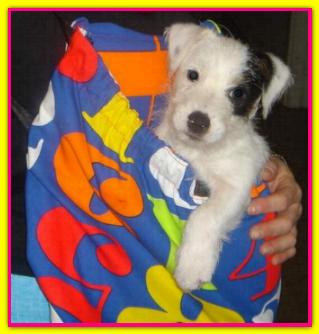 Petunia, Jack Russell Terrier