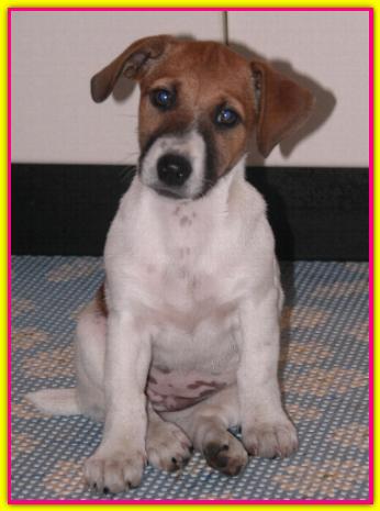 Piera, Jack Russell Terrier