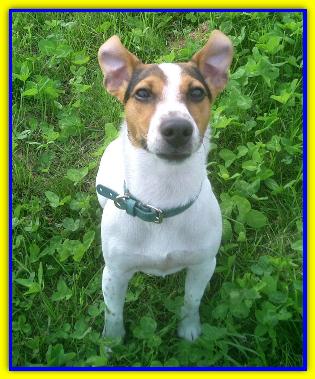 Piergino Maria, Jack Russell Terrier