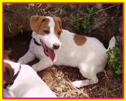 Piper, Jack Russell Terrier