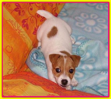 Pita, Jack Russell Terrier