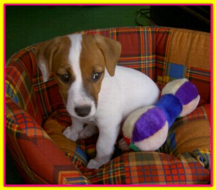 Pocket, Jack Russell Terrier
