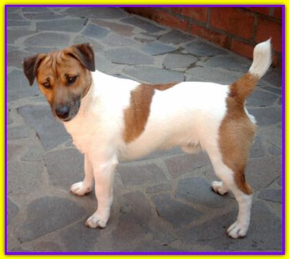 Poldo, Jack Russell Terrier