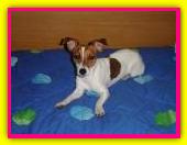Princess, Jack Russell Terrier