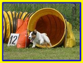 Q-Xeno dei pianacci, Jack Russell Terrier