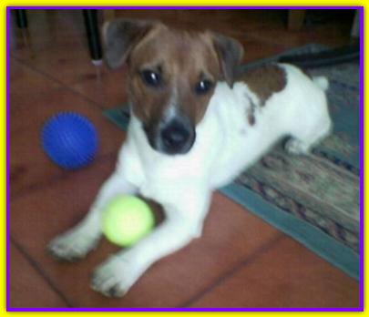 Quinn Jack, Jack Russell