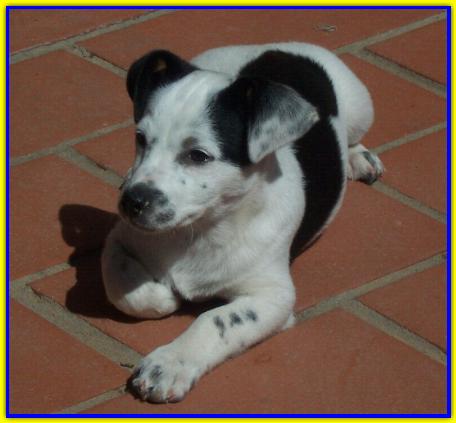 Rascal. Jack Russell Terrier
