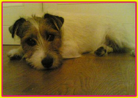 Rea, Jack Russell Terrier