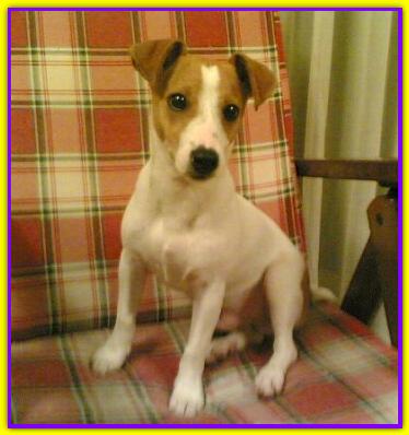 Ringhio, Jack Russell Terrier