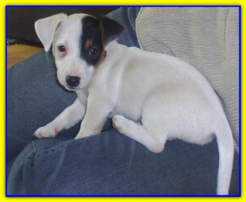 Ripper, Jack Russell Terrier