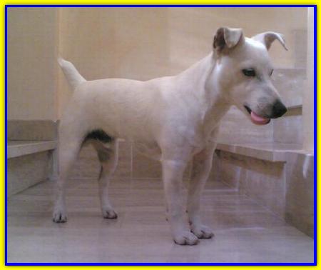 Rocco, Jack Russell Terrier
