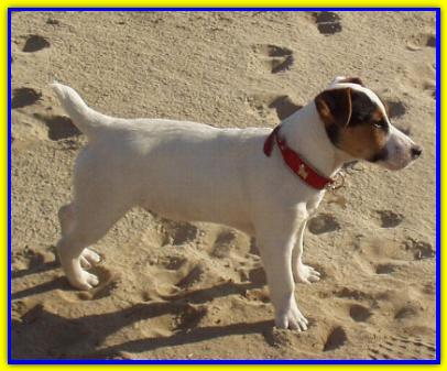 Roy, Jack Russell Terrier