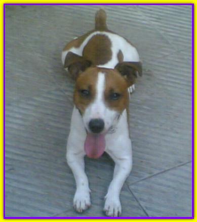 Russell, Jack Russell Terrier