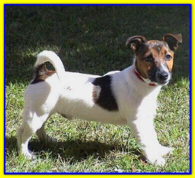 Rusty, Jack Russell Terrier