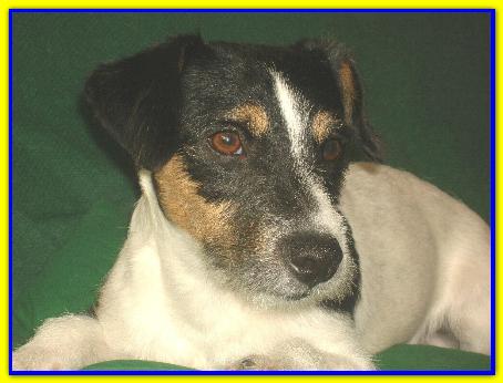 Rusty, Jack Russell Terrier
