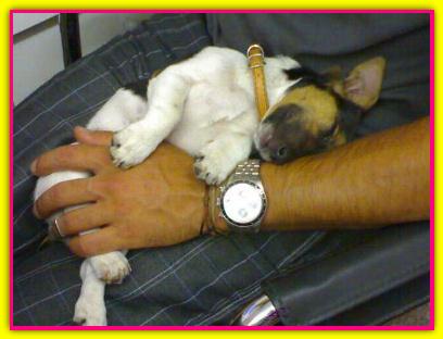 Saetta, Jack Russell Terrier