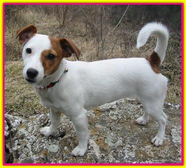 Sally, Jack Russell Terrier