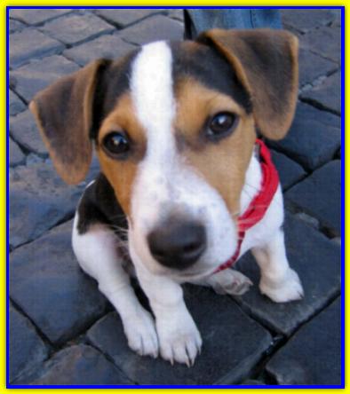Sam, Jack Russell Terrier