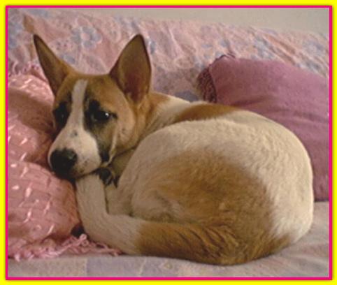 Sandy, Jack Russell Terrier