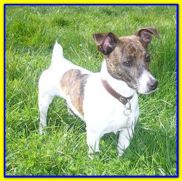 Sas�, Jack Russell Terrier